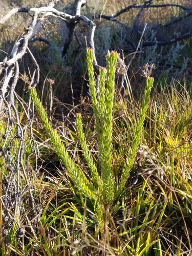 Image of Leucadendron levisanus by (c) Kim Gordon, some rights reserved (CC BY)