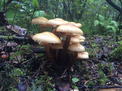 Armillaria limonea