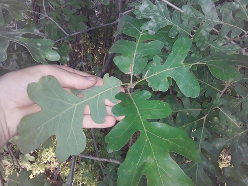 Quercus gambelii × macrocarpa