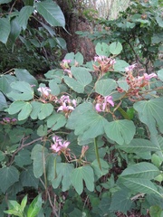 Bauhinia macranthera