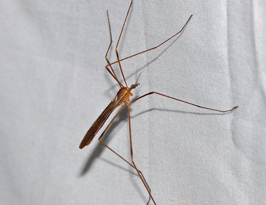Paralimnophila bingelima