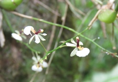Gomesa radicans
