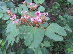 Bauhinia macranthera