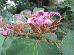Bauhinia macranthera