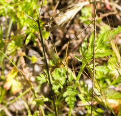 Apterobittacus apterus