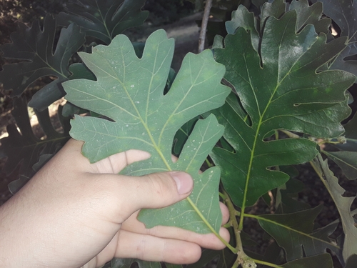Quercus gambelii × macrocarpa