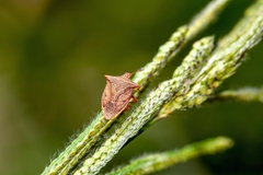 Euschistus ictericus