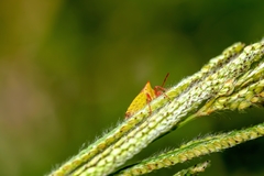 Euschistus ictericus