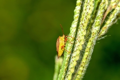 Euschistus ictericus