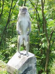 Macaca fascicularis