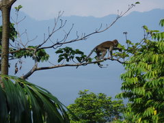 Macaca fascicularis