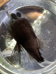 Barreleye photo 2