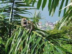Macaca fascicularis