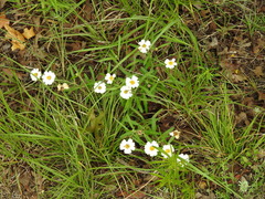 Melampodium leucanthum