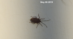 Urochela quadrinotata