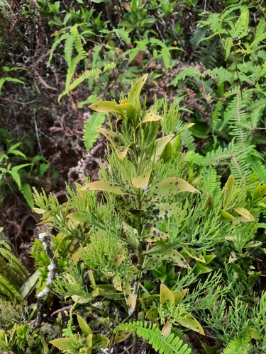 Exocarpos luteolus observed 2024-05-10