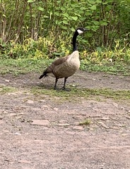 Branta canadensis