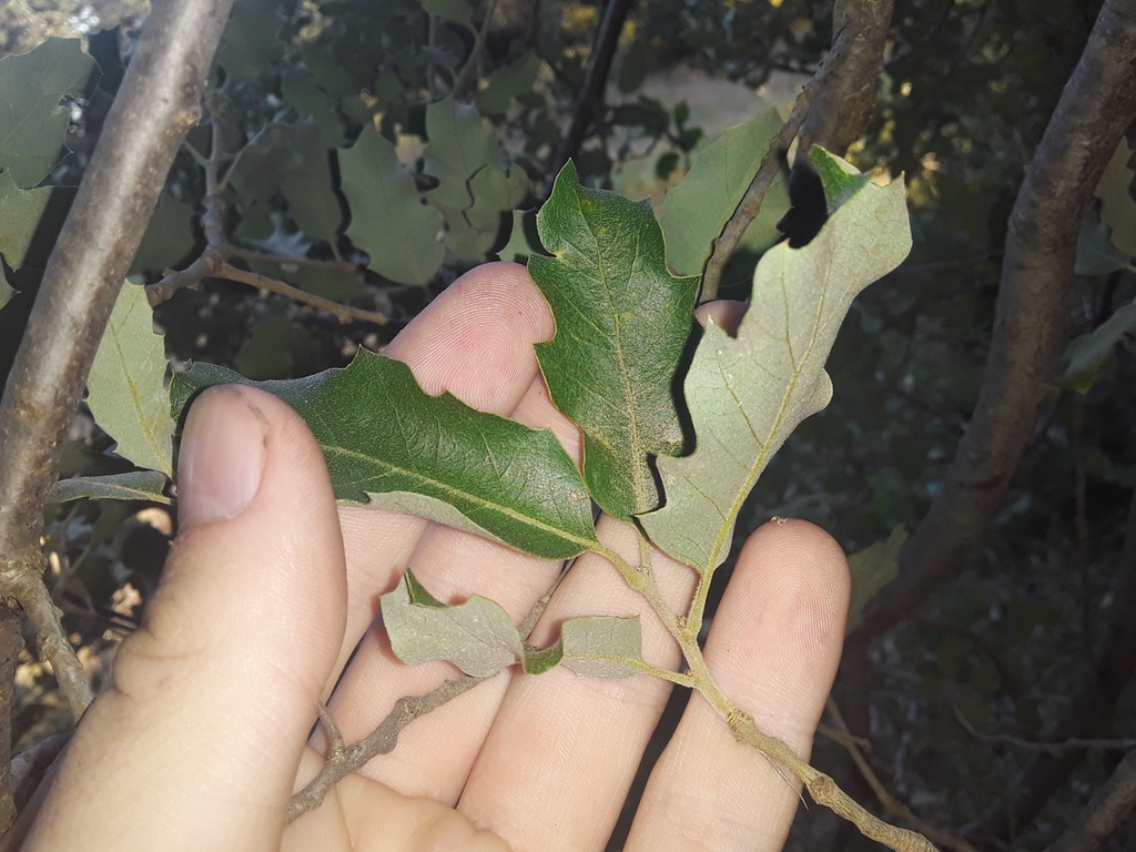 Quercus turbinella × virginiana