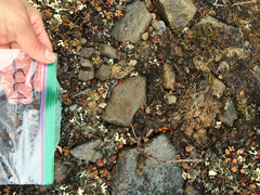 Alectoria ochroleuca