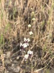 Streptanthus glandulosus secundus