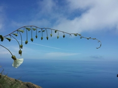 Calystegia macrostegia amplissima