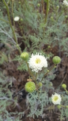 Chaenactis artemisiifolia