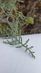 Chaenactis artemisiifolia