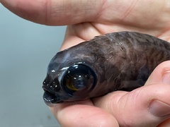 Slender Blacksmelt photo 3