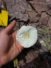 Calystegia macrostegia amplissima
