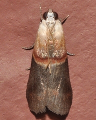 Acrobasis demotella