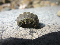 Chiton glaucus