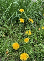 Taraxacum