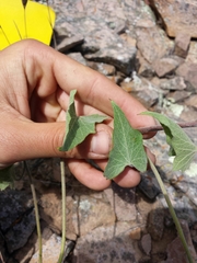 Calystegia macrostegia amplissima