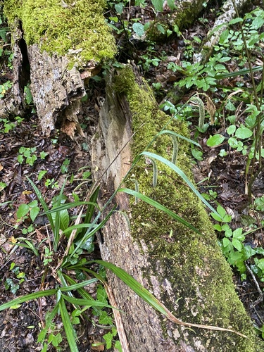 Carex agastachys (Carex agastachys)