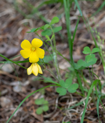 Oxalis macrantha