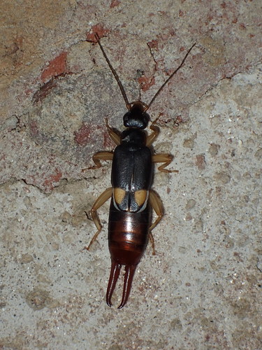 Vostox brunneipennis