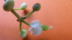 Calophyllum brasiliense