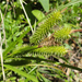 Carex forsteri - Photo (c) Phil Bendle, algunos derechos reservados (CC BY-NC), subido por Phil Bendle