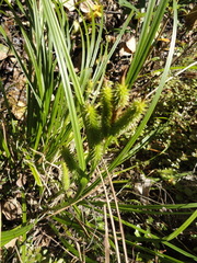 Carex forsteri