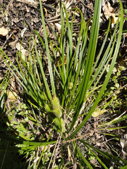 Carex forsteri