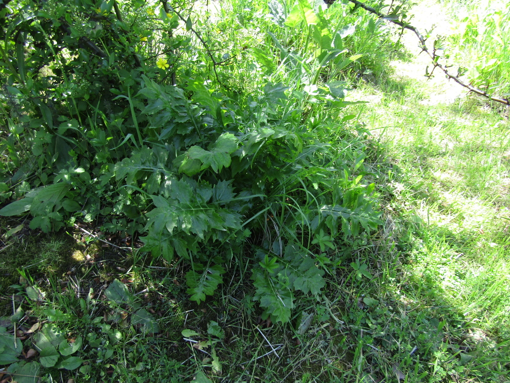 Acanthus hungaricus; photograph (c) Oleksandr Shynder, some rights reserved (CC BY)