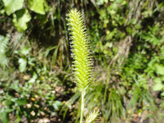 Carex forsteri