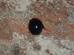 Germarostes globosus