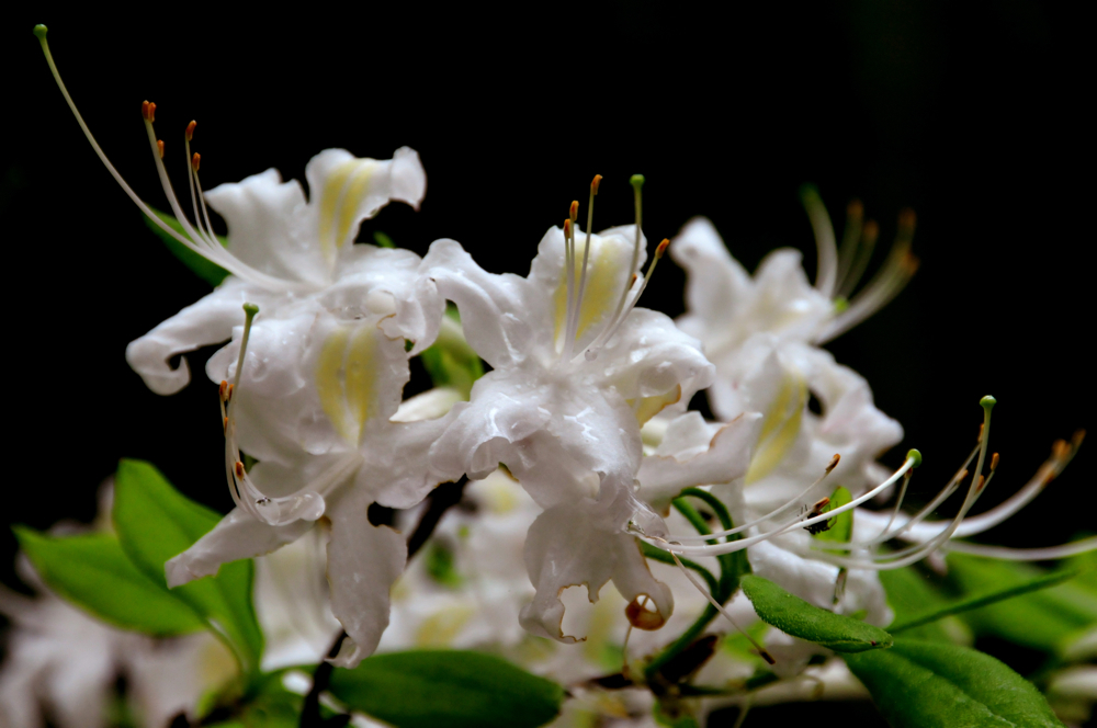 Rhododendron alabamense