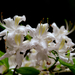 Rhododendron alabamense - Photo (c) William Franklin,  זכויות יוצרים חלקיות (CC BY-ND)