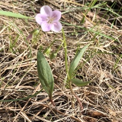 Claytonia rosea