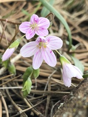 Claytonia rosea