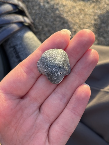 Neripteron cariosum observed 2024-05-17