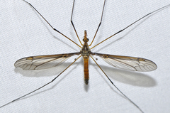 Leptotarsus mastersi