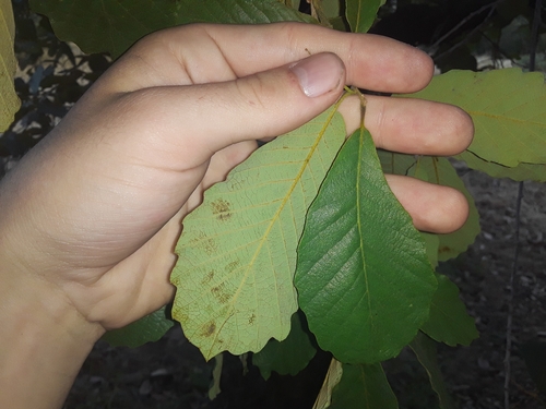 Quercus diversifolia